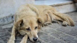 Κτηνωδία στις Σέρρες: Πυροβόλησαν και σκότωσαν με καραμπίνα αδέσποτο σκύλο