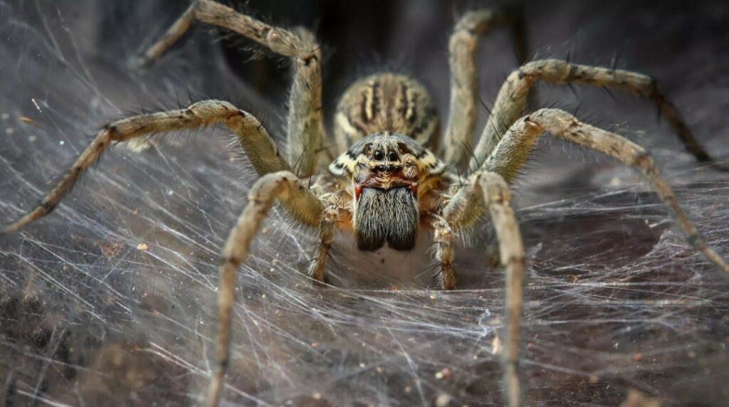230724181908_spider