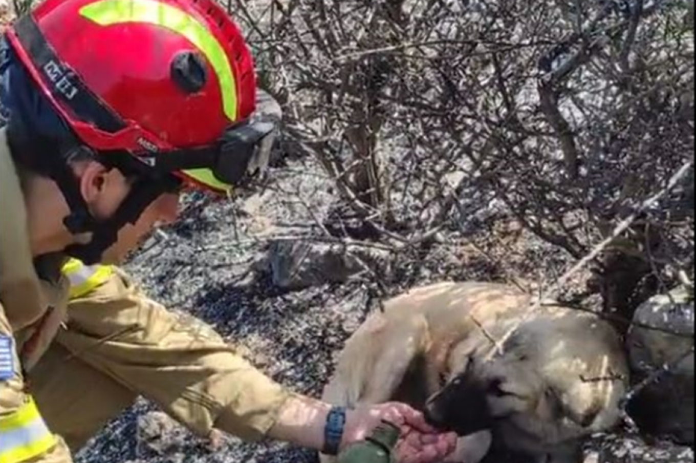 Δερβενοχώρια: Σκυλάκια πίνουν νερό από τα χέρια πυροσβέστη στα καμένα - Βίντεο