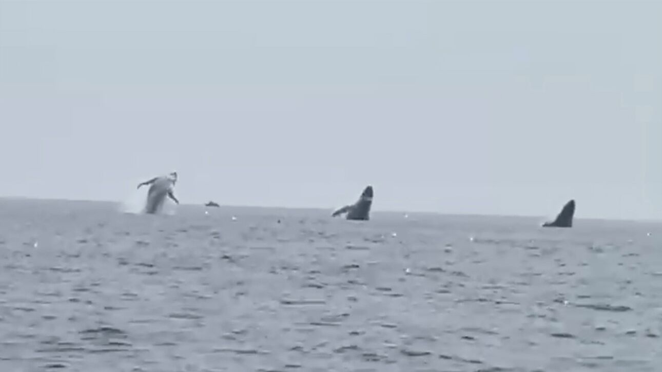 Φάλαινες "νιώθουν μπαλαρίνες" και ξεπηδούν στο νερό με συγχρονισμένη χορογραφία