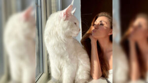 Πανέμορφος γάτος τεραστίων διαστάσεων ρίχνει το Instagram