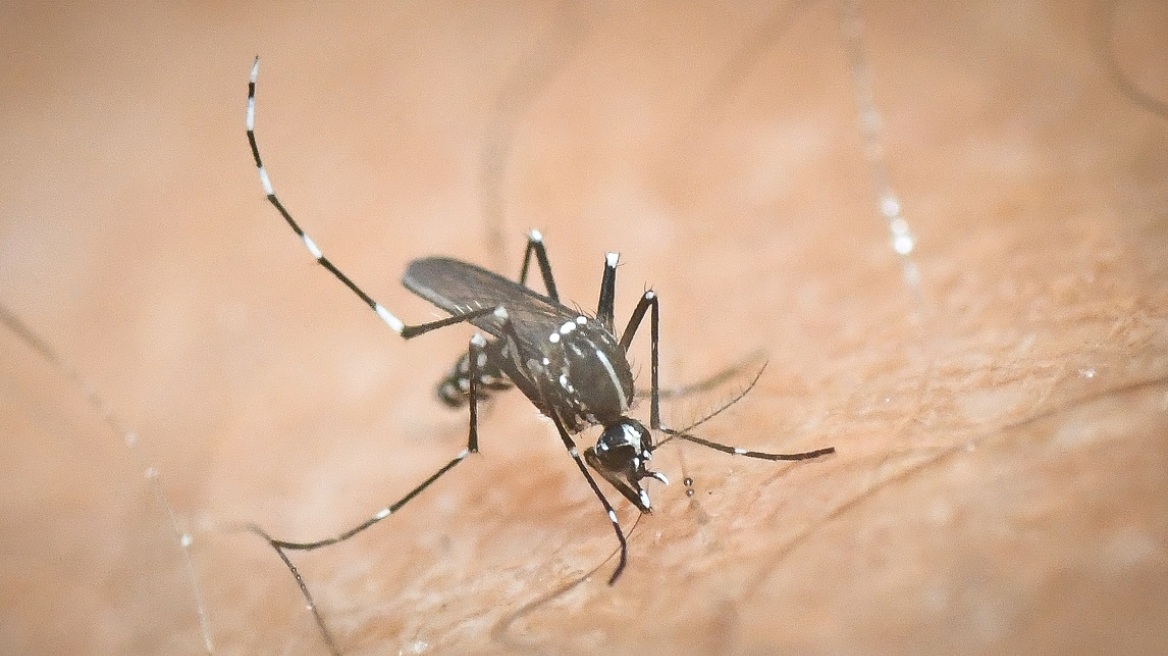 Με ποια κριτήρια επιλέγουν τα κουνούπια τους ανθρώπους θα τσιμπήσουν