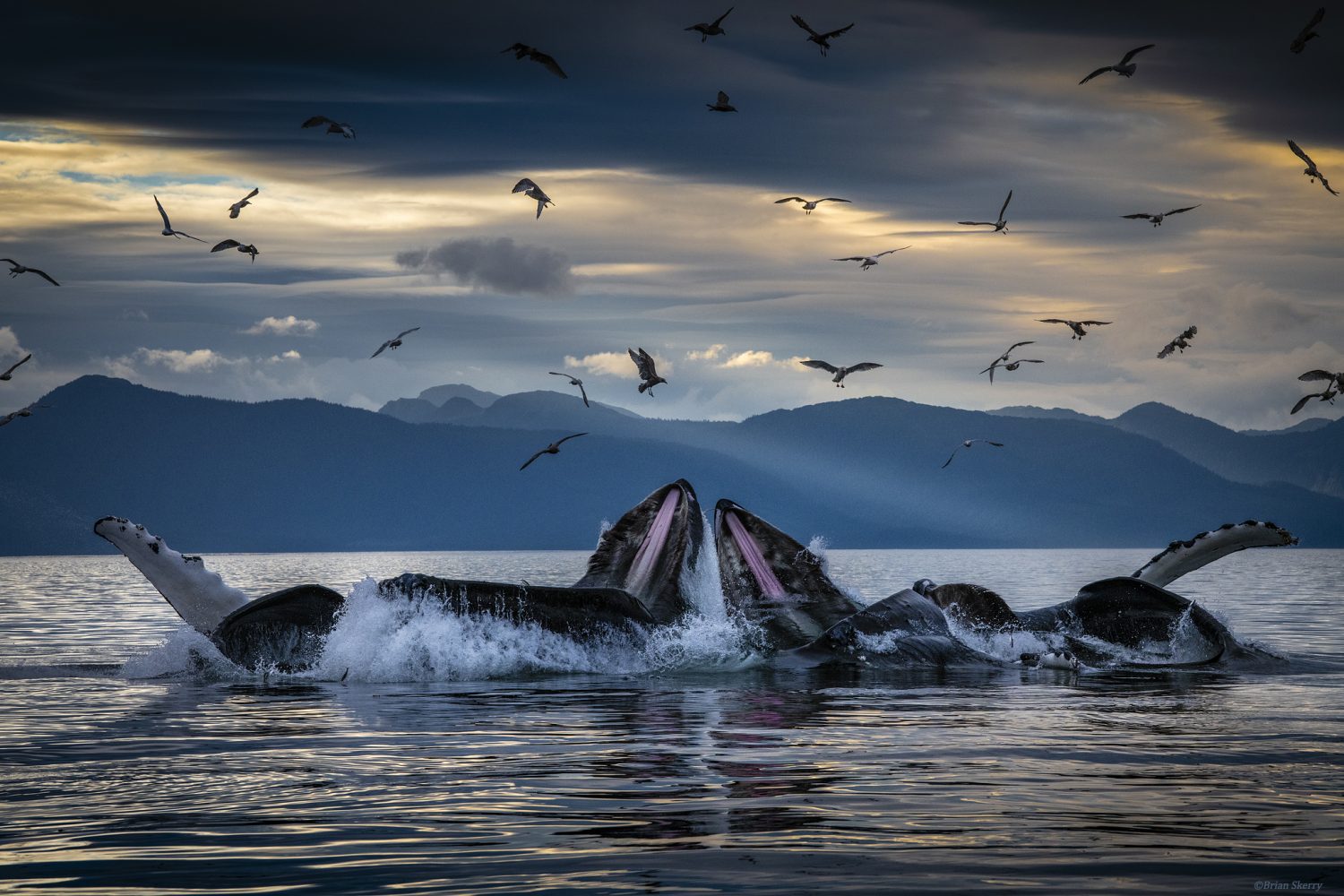 Μπράιαν Σκέρι: Ο συναρπαστικός κόσμος των φαλαινών και οι υποβρύχιες ιστορίες του ταξιδεύουν στην Αντίπαρο
