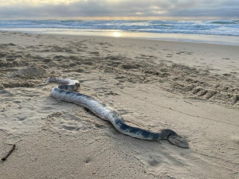 Τεράστιο θαλάσσιο φίδι βγήκε στην παραλία και τρόμαξε τους λουόμενους