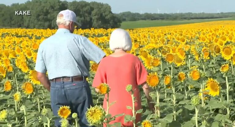 Ρομαντική έκπληξη: Αγρότης φύτεψε ένα χωράφι με ηλιοτρόπια για την 50η επέτειο γάμου τους (βίντεο)
