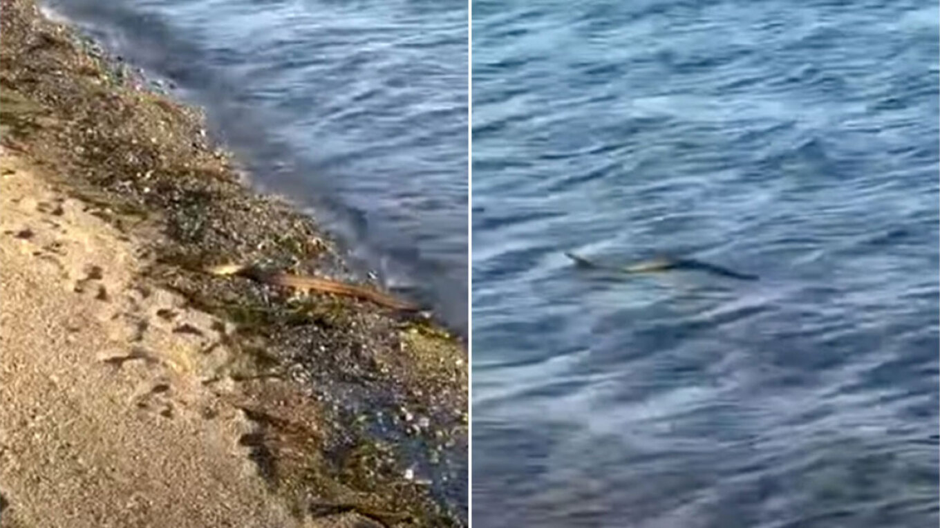 Εύβοια: Φίδι που κολυμπάει σε θάλασσα - Βίντεο