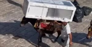 Ύδρα – Εικόνες ντροπής: Γαϊδουράκια αναγκάζονται να κουβαλήσουν μέχρι και ψυγεία