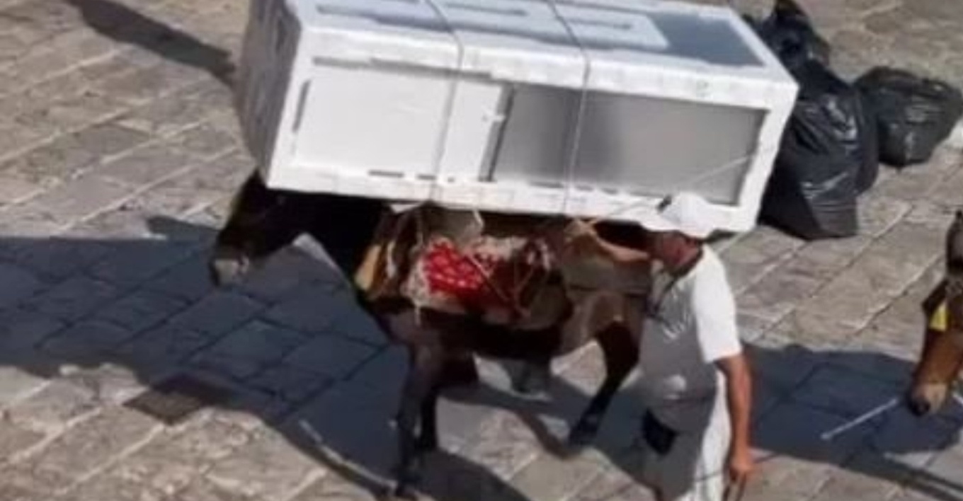 Ύδρα – Εικόνες ντροπής: Γαϊδουράκια αναγκάζονται να κουβαλήσουν μέχρι και ψυγεία