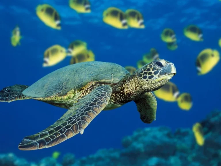 Ζάκυνθος: Ραγδαία αύξηση φωλιών θαλάσσιας χελώνας - Ένα ρεκόρ για την Caretta Caretta