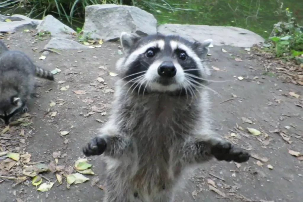 Ρακούν διασώζεται από αστυνομικούς – Είχε βάλει το κεφάλι του μέσα σε μπουκάλι (βίντεο)