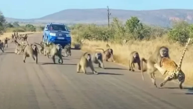 Λεοπάρδαλη αντιμετωπίζει επίθεση από 50 μπαμπουίνους και επιβιώνει (βίντεο)