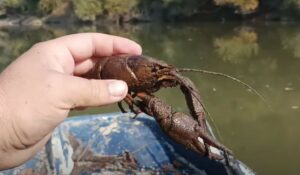 Γέμισε καραβίδες και καβούρια ο Πηνειός