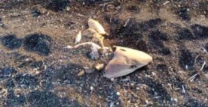 Σαντορίνη: Καρχαριάκι ξεβράστηκε σε παραλία
