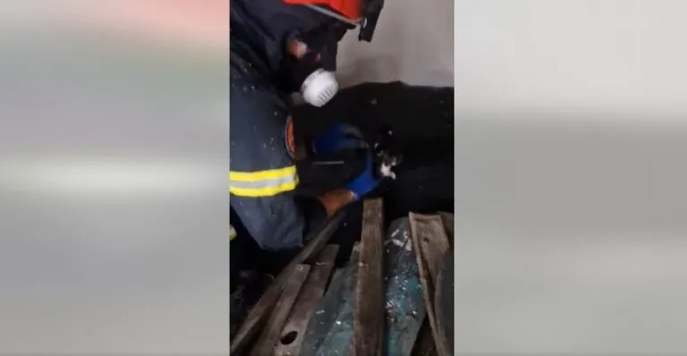 Γατάκια διασώζονται από την πυρκαγιά - Συγκινητικό βίντεο