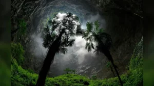 Ανακαλύφθηκε αρχαίο δάσος σε βάθος 180 μέτρων κάτω από την επιφάνεια της Γης