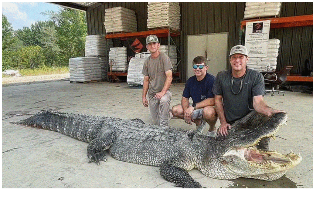 Αλιγάτορας «θηρίο» 360 κιλών σπάει ρεκόρ μεγέθους (ΦΩΤΟ)