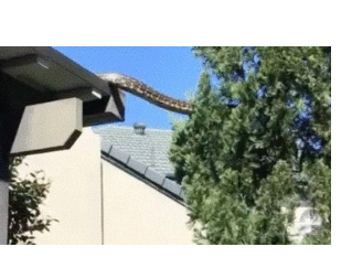 Τεράστιο φίδι κόβει βόλτα σε σκεπή σπιτιού (βίντεο)