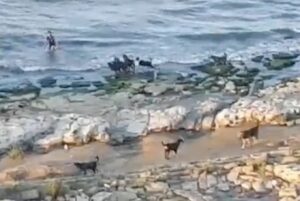 Ρωσία: Αγέλη άγριων σκύλων κυνηγά αγοράκι σε παραλία - Βίντεο