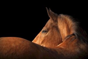 Κέρκυρα: Αμαξάς συνελήφθη για κακοποίηση του αλόγου του