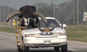 Τριγυρνούσε με ένα πελώριο ταύρο ως συνεπιβάτη στο αυτοκίνητο για να διαφημίσει τη δουλειά του (βίντεο)