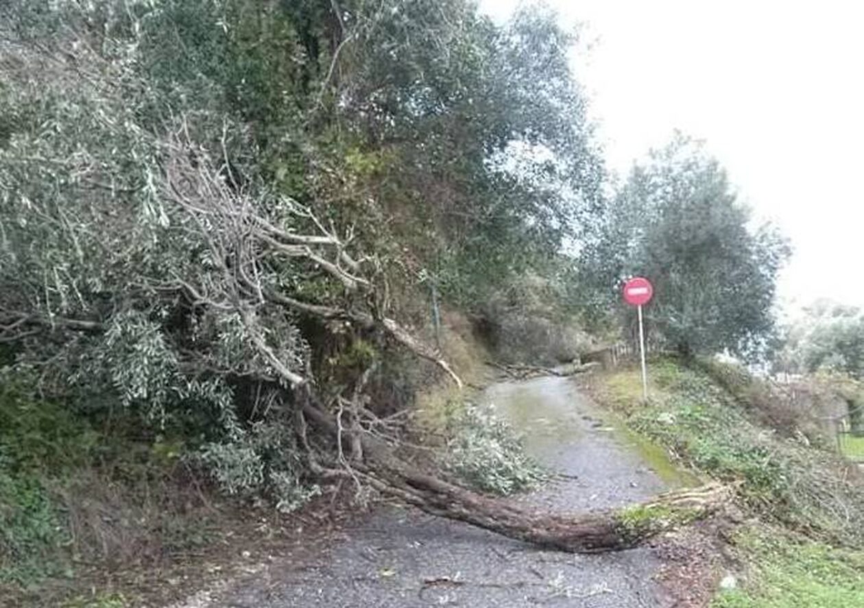 Έπεσαν δέντρα, ξηλώθηκαν λαμαρίνες από την κακοκαιρία στην Κέρκυρα (ΦΩΤΟ)