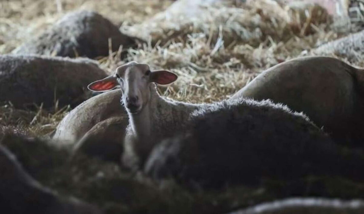 Ανατριχιαστική εικόνα: Το μοναδικό πρόβατο που επιβίωσε από την πλημμύρα