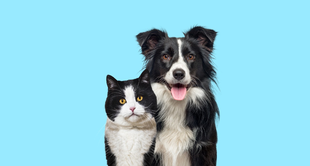 Γάτα ή σκύλος; Ποιο είναι το πιο δημοφιλές κατοικίδιο στον κόσμο
