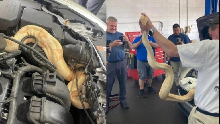 Άνοιξε το καπό του αυτοκίνητο για επισκευή και βρήκε ένα τεράστιο φίδι