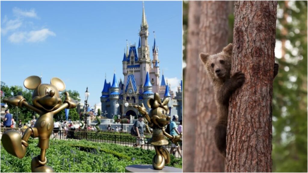 Disney World: Αιχμαλωτίστηκε αρκούδα που περιφερόταν στο πάρκο στη Φλόριντα - Βίντεο