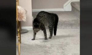 Η απίστευτη αντίδραση μιας γάτας όταν κάποιος "κλέβει" τη θέση της (βίντεο)