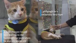 Η γάτα αστυνομικός που κλέβει τις καρδιές και γίνεται ατραξιόν σε εμπορικό κέντρο