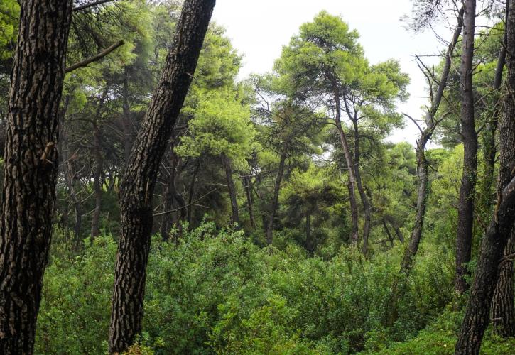 ΥΠΕΝ: «Πράσινο» στους διαγωνισμούς για το Εθνικό Σχέδιο Αναδάσωσης