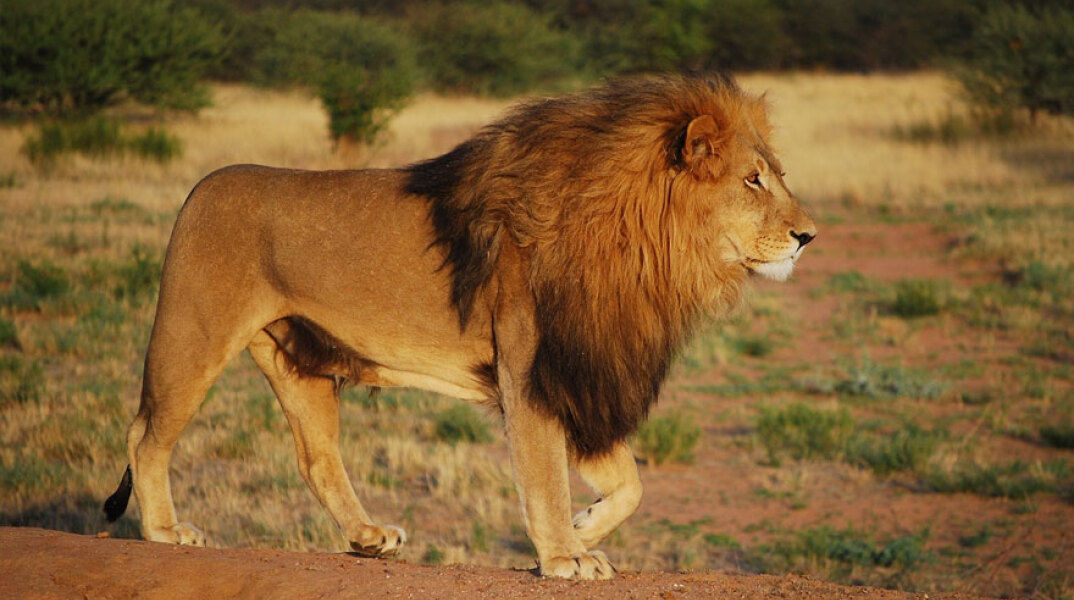Καρέ- καρέ η άγρια επίθεση λιονταριών σε έναν εχθρό τους (βίντεο)