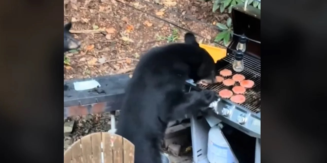 Αρκούδα το έριξε στο φαγοπότι σε αυλή σπιτιού – Έφαγε μπιφτέκια και ήπιε αναψυκτικό