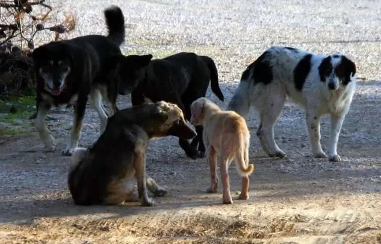 Θεσσαλονίκη: Υπερήλικες βασάνιζαν αδέσποτα ζώα στο κολαστήριο «καταφύγιο» που είχαν (ΣΚΛΗΡΕΣ ΕΙΚΟΝΕΣ)