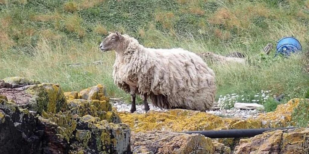 Πρόβατο είναι εγκλωβισμένο σε γκρεμό δύο ολόκληρα χρόνια
