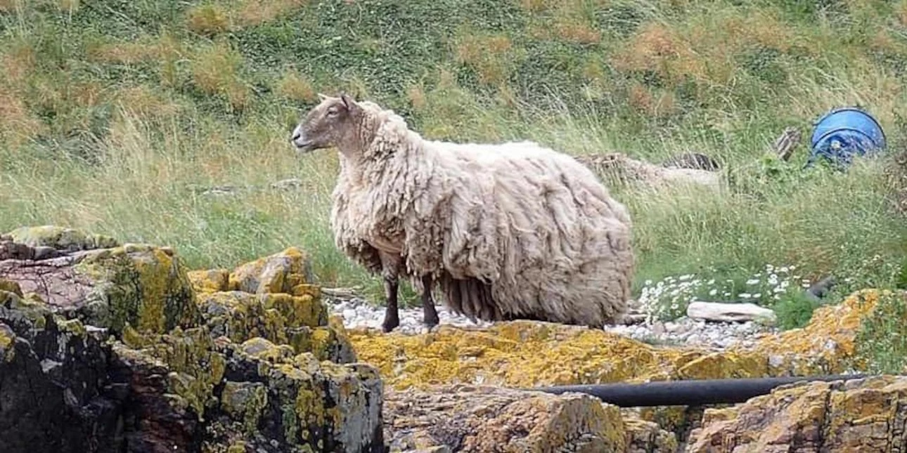 Πρόβατο είναι εγκλωβισμένο σε γκρεμό δύο ολόκληρα χρόνια