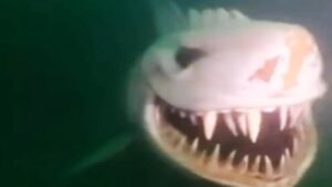 Ένας μυστηριώδης καρχαρίας που τρομάζει μέσα σε λίμνη (ΒΙΝΤΕΟ)