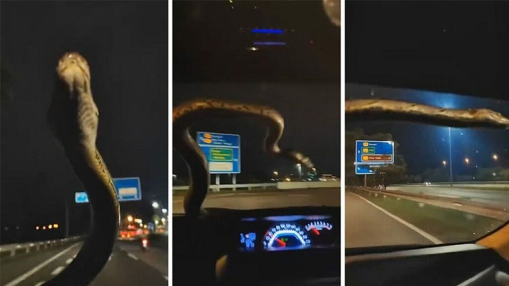 Πύθωνας έκοβε βόλτες στο παρμπρίζ ενός αυτοκίνητου εν κινήσει (ΒΙΝΤΕΟ)