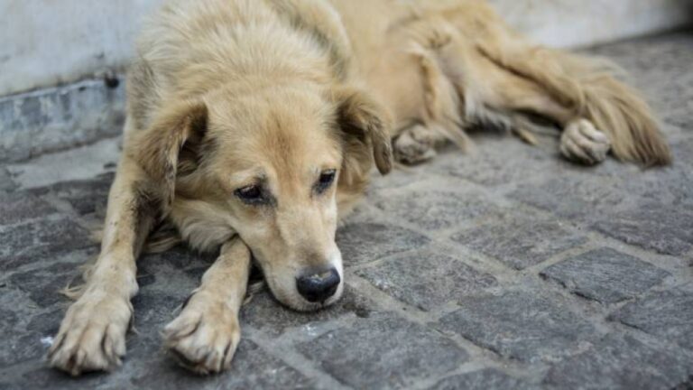 Βόλος: Έδεσε τα σκυλιά στο αμάξι και τα έσερνε