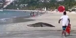 Τεράστιος κροκόδειλος τρόμαξε παραθεριστές σε παραλία (ΒΙΝΤΕΟ)
