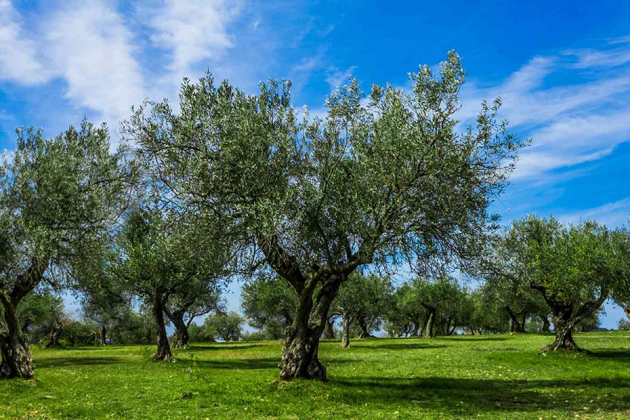 "Σήκωσαν" 10 τόνους ελιές απο χωράφια - Tρεις συλλήψεις
