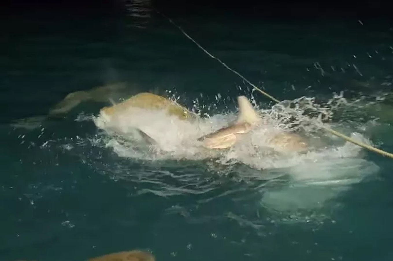 Δεκάδες καρχαρίες επιτέθηκαν άγρια σε κροκόδειλο (ΒΙΝΤΕΟ)