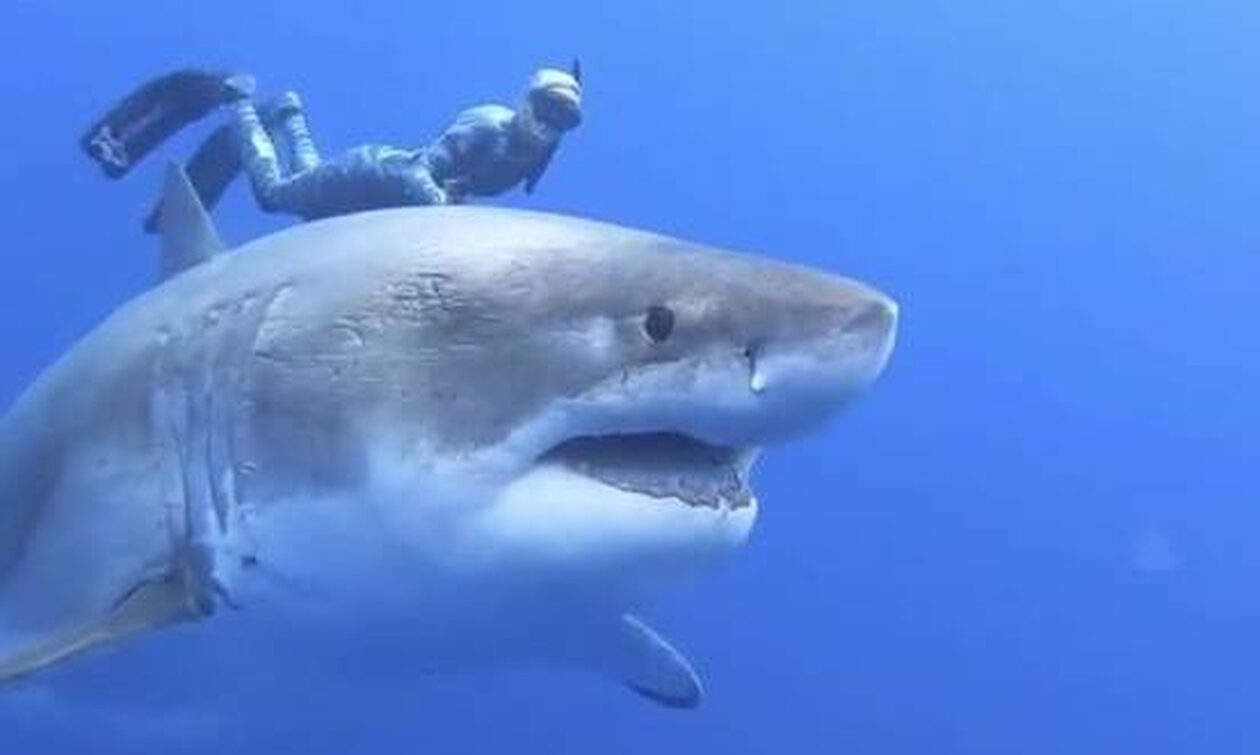 Δύτης κολύμπησε μαζί με τον μεγαλύτερο λευκό καρχαρία του κόσμου (ΒΙΝΤΕΟ)