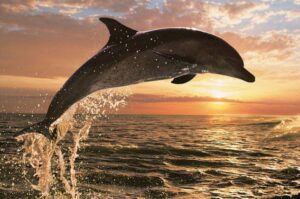 Σπάνιο δελφίνι με «αντίχειρες» εμφανίστηκε στην Ελλάδα