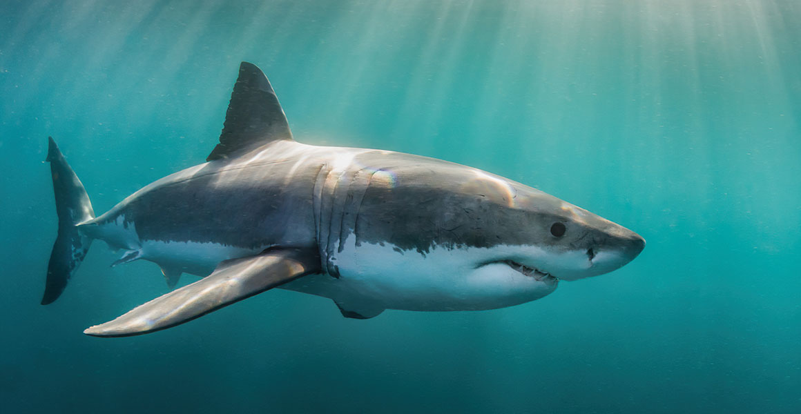 Αυστραλία: Καρχαρίας κατασπάραξε έναν έφηβο