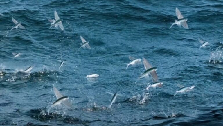 Ιπτάμενο ψάρι μπορεί να ξεπεράσει τα 56 χιλιόμετρα την ώρα
