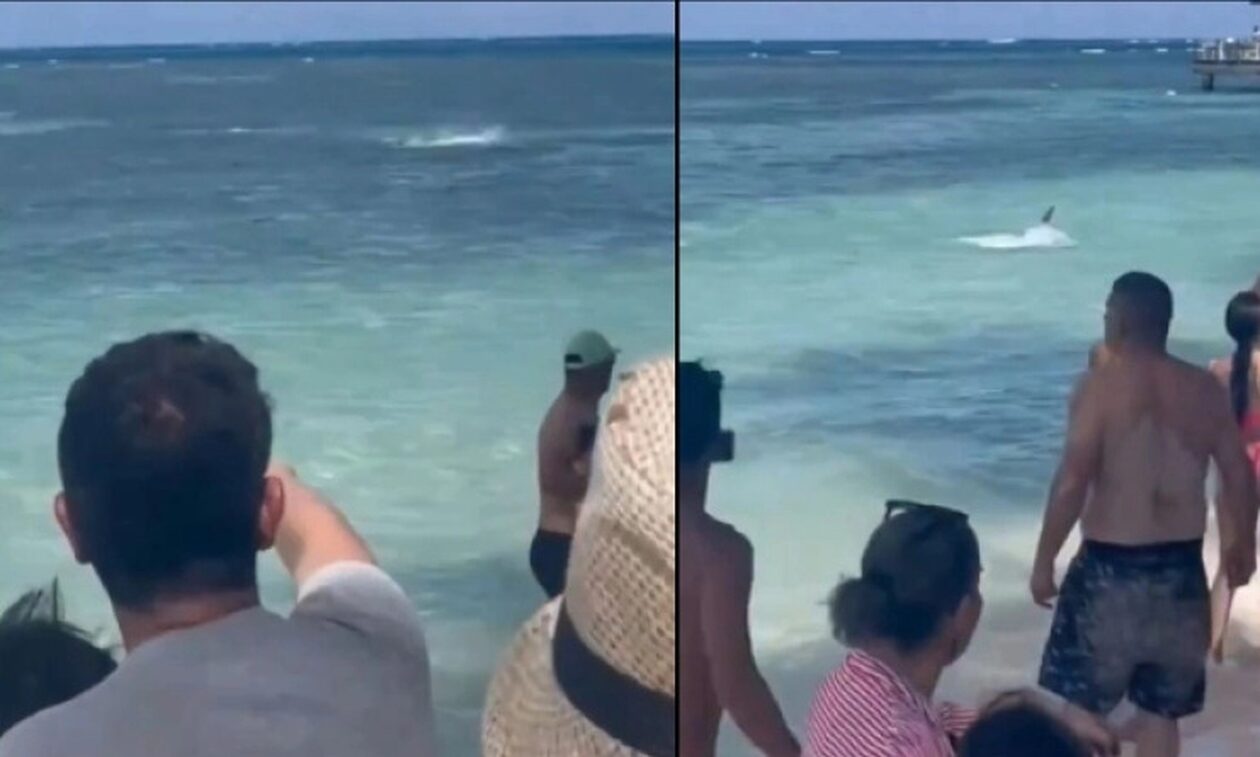Καρχαρίας επιτέθηκε σε παραθεριστές στην παραλία και όπου φύγει φύγει (ΒΙΝΤΕΟ)