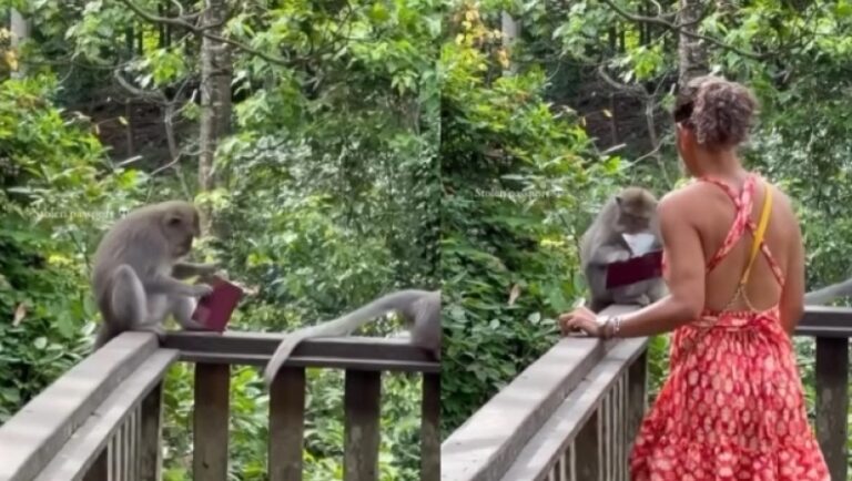 Επική μαϊμού βούτηξε κι έφαγε το διαβατήριο τουρίστριας (ΒΙΝΤΕΟ)