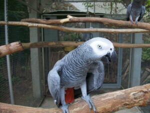 Ζωολογικός κήπος παίρνει μέτρα γιατί οι παπαγάλοι...βρίζουν συνεχώς